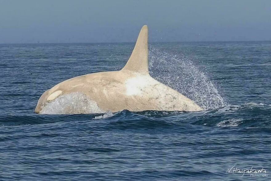 Rare white orca whale surfacing and splashing in the ocean, an interesting wildlife sight from an online community post.