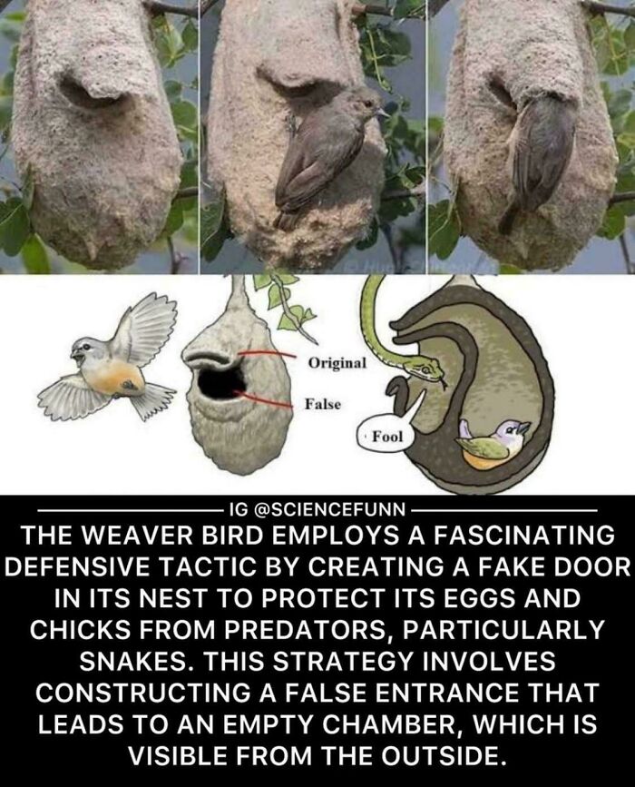 Fake Door In Nest To Protect The Eggs