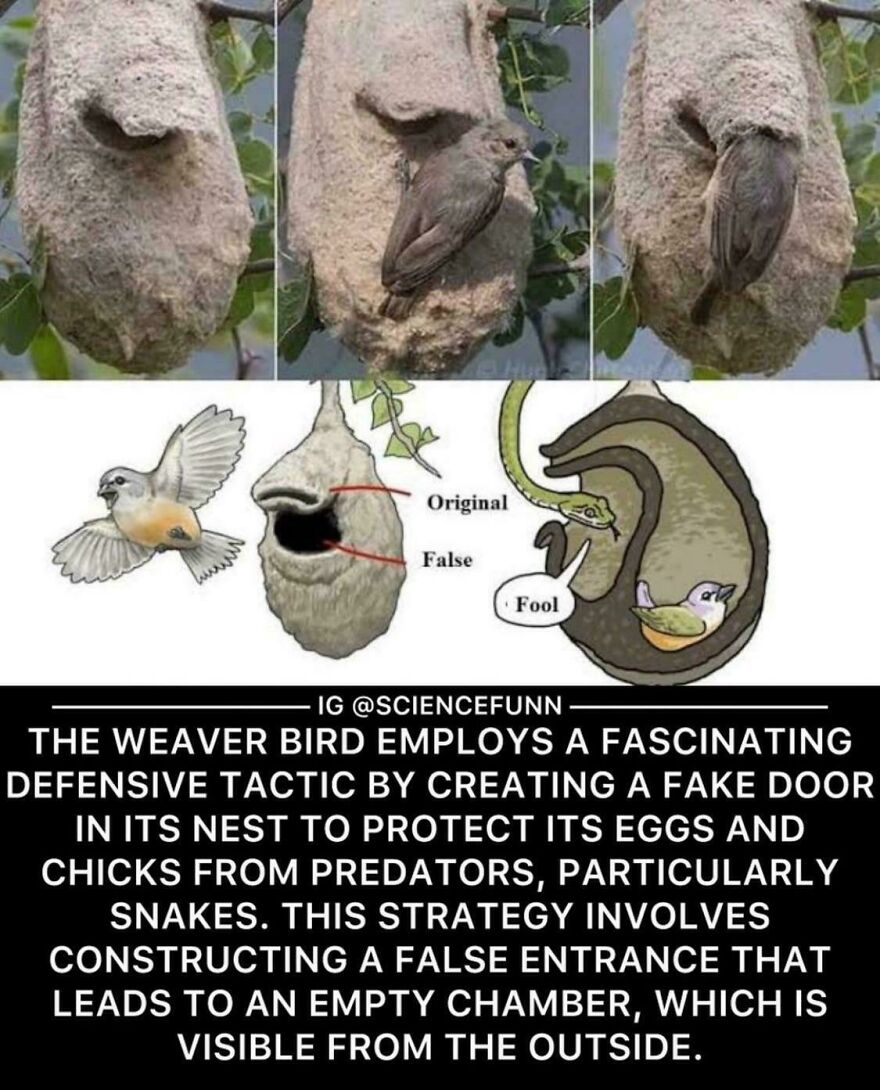 Weaver bird nest with a fake door creating a false entrance to protect eggs and chicks from predators like snakes.