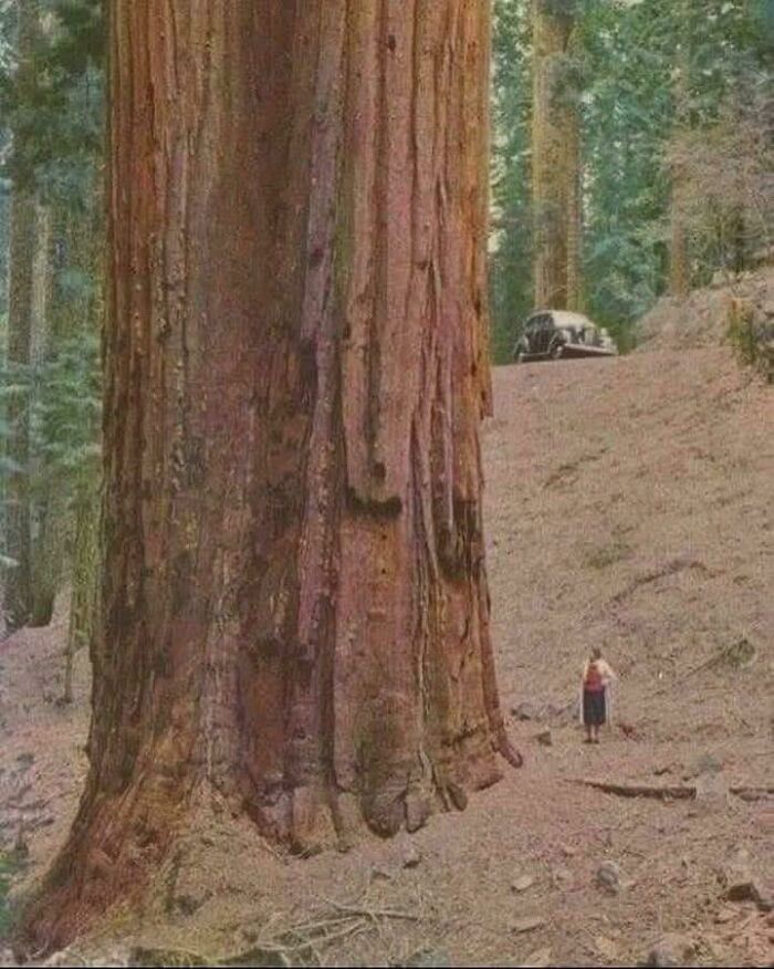 Árboles gigantes en un bosque con una persona pequeña al lado, ilustrando datos interesantes del mundo respaldados con imágenes.