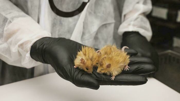 Scientists Created A ‘Woolly Mouse’ With Mammoth Traits