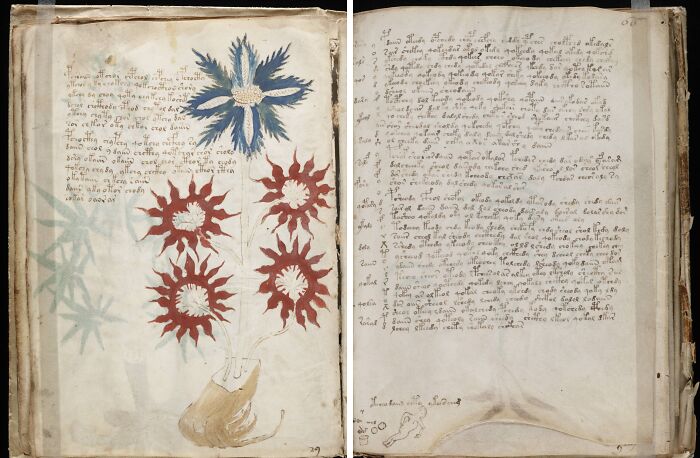 Pages from an ancient manuscript featuring mysterious illustrations and undeciphered text, linked to unsolved mysteries.