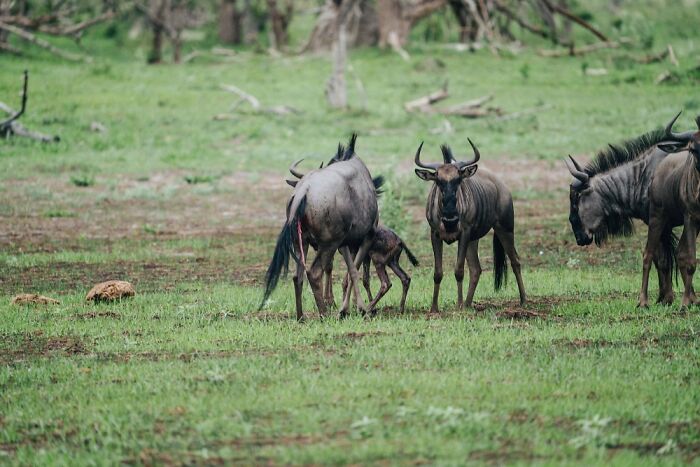 Wildebeest herd grazing on green grass in the Okavango Delta, showcasing the wildlife beauty of the Okavango Delta.