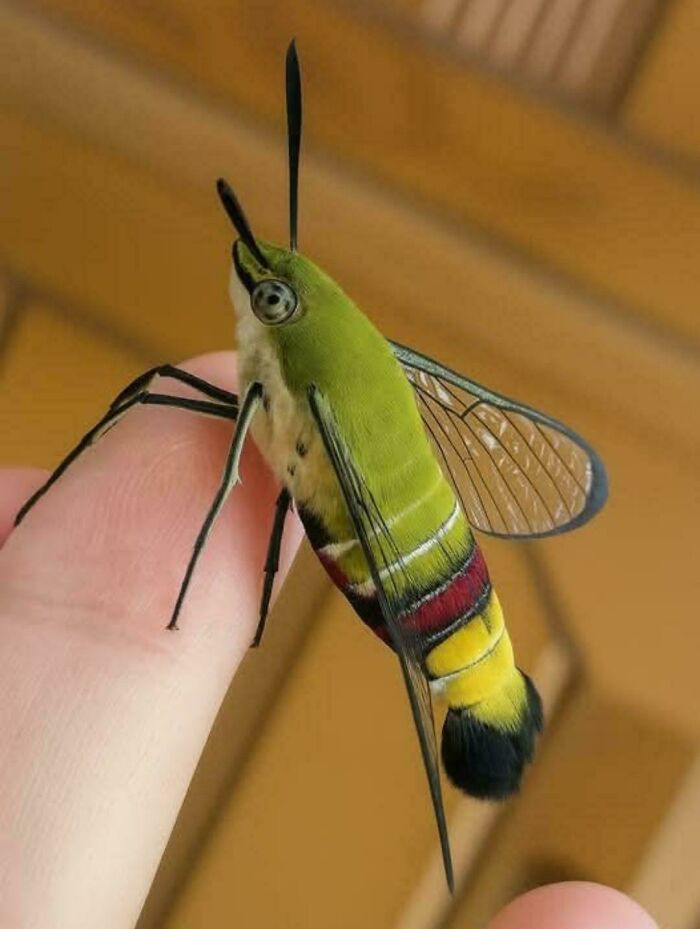 Close-up of a colorful insect perched on a finger, showcasing fascinating insect details and vibrant wing patterns.