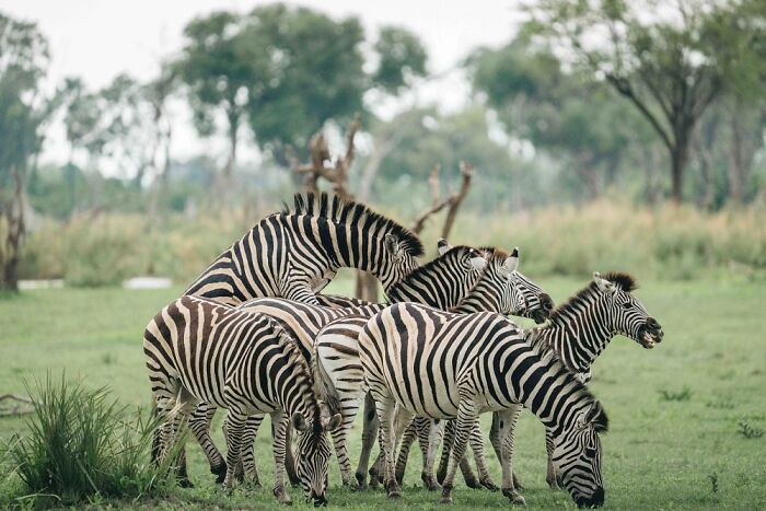 Herd of zebras grazing and interacting in the lush green landscape of the Okavango Delta wildlife habitat.