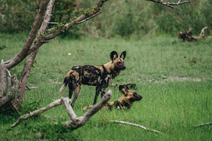 Two wild African painted dogs resting and standing in the lush green grass of the Okavango Delta landscape.