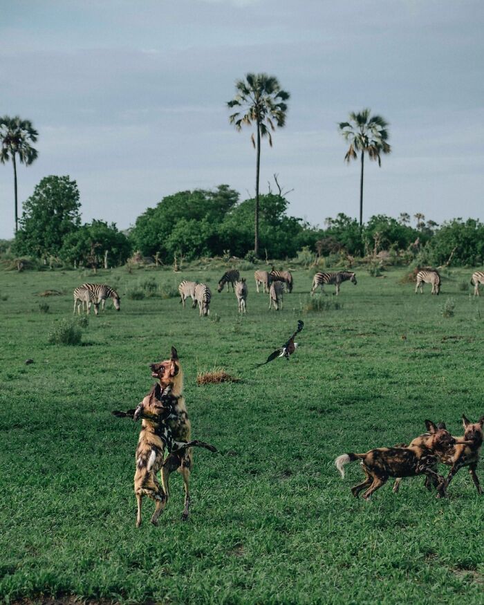 Wild dogs playing on green grassland with zebras grazing and palm trees in the scenic Okavango Delta wildlife reserve.