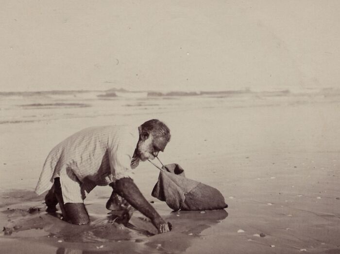 Indigenous Australian man collecting shellfish on a beach in early 1900s rare glimpses photo.