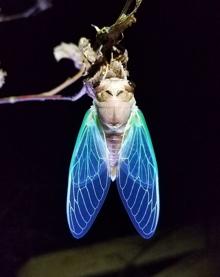 Close-up of a fascinating insect with glowing blue-green wings emerging on a dark background, showcasing unique insect details.