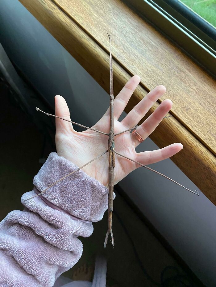 A large stick insect resting on a person's hand showcasing fascinating insects that deserve appreciation over fear.