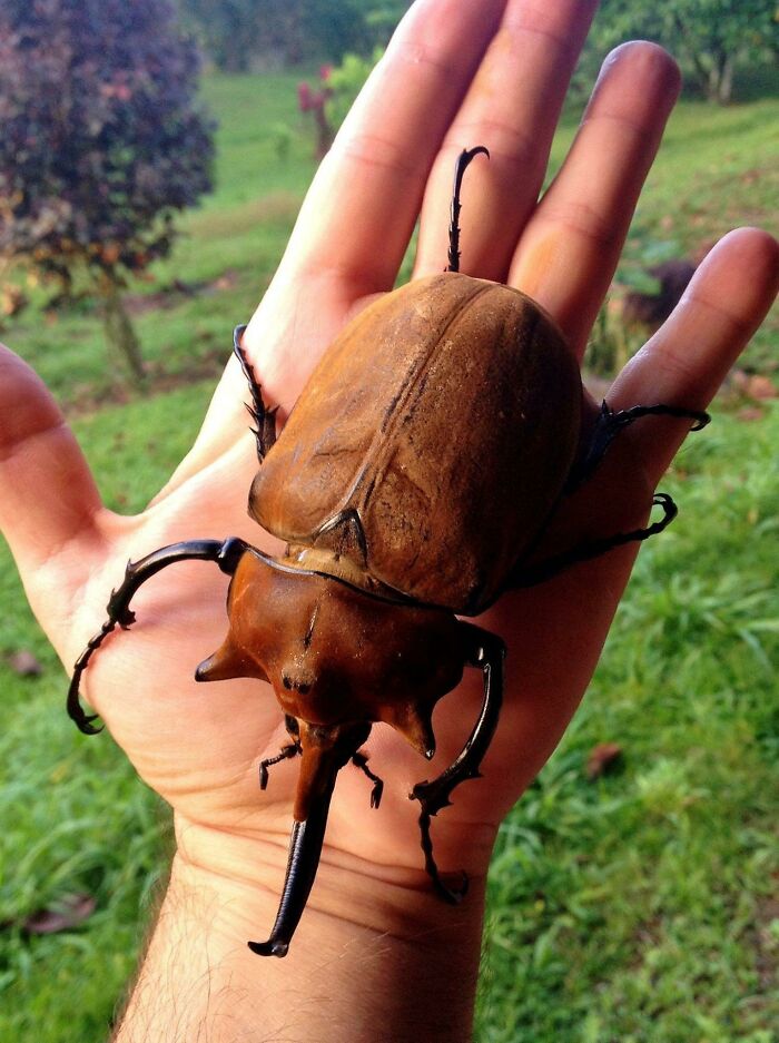 Large fascinating insect with brown shell and long curved horn resting on a person's hand outdoors in natural light.