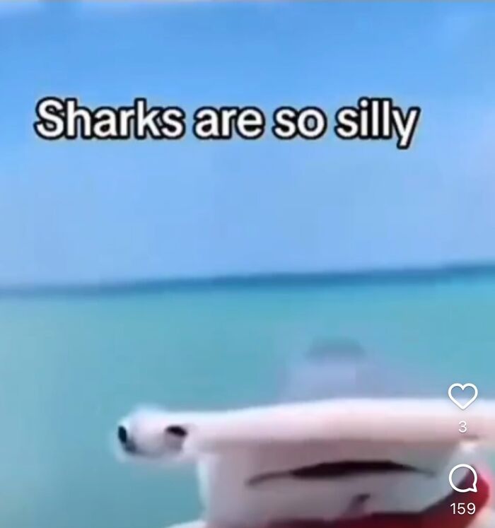 Sharks Are Silly