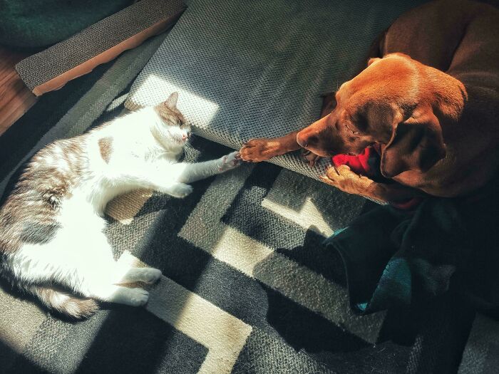 Cat and dog reaching out paws to each other in sunlight, resembling a Renaissance masterpiece moment captured.