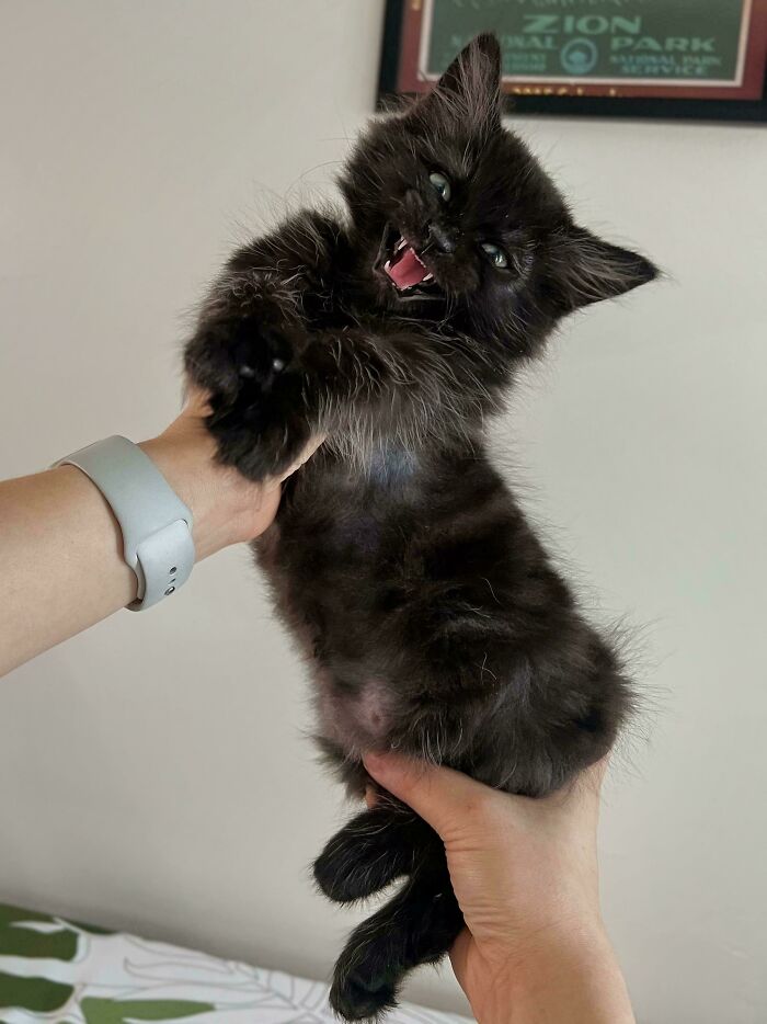 Black fluffy kitten being held up and meowing loudly, showcasing cats who couldn’t keep their meows to themselves.