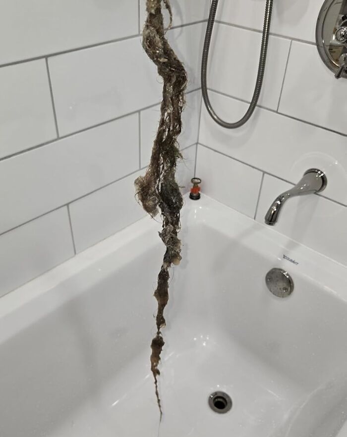 Clogged shower drain with hair and debris removed, demonstrating a genius cleaning trick to impress your in-laws easily.