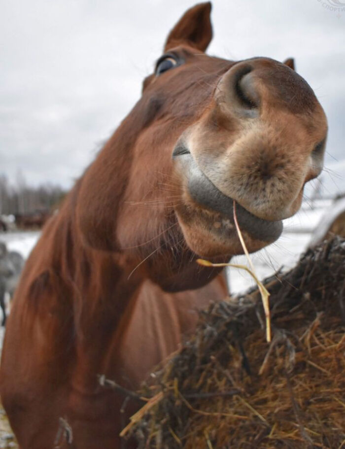 Close-up of a hilariously unphotogenic horse eating hay with a funny facial expression outdoors in winter.