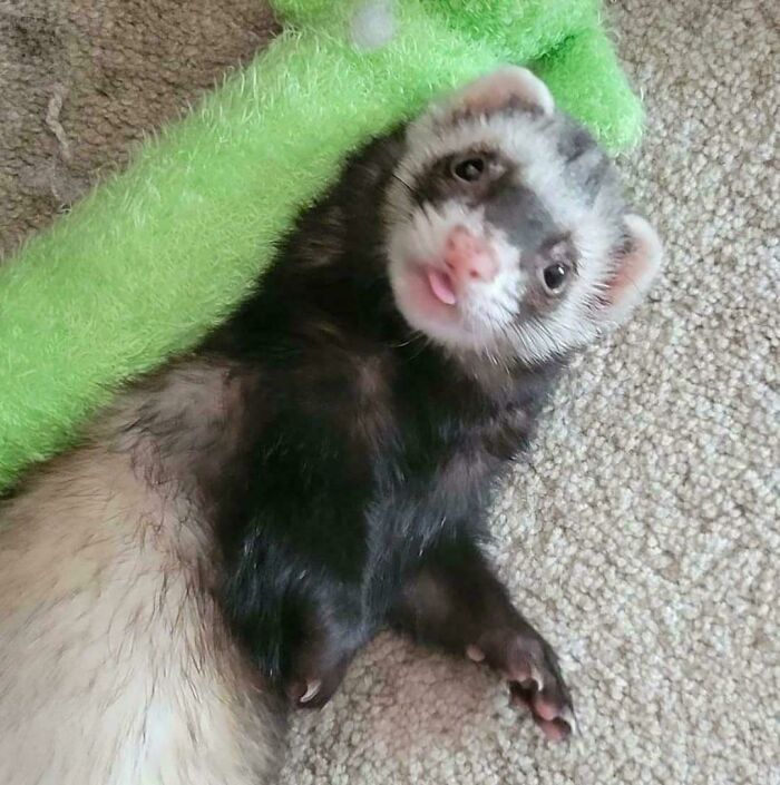 Ferret lying on carpet with tongue out in a hilariously unphotogenic animal pic to make your day better.