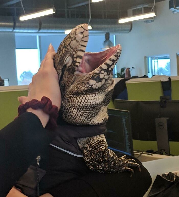 Unphotogenic lizard with mouth open being held by a person in an office setting, funny unphotogenic animal pics.