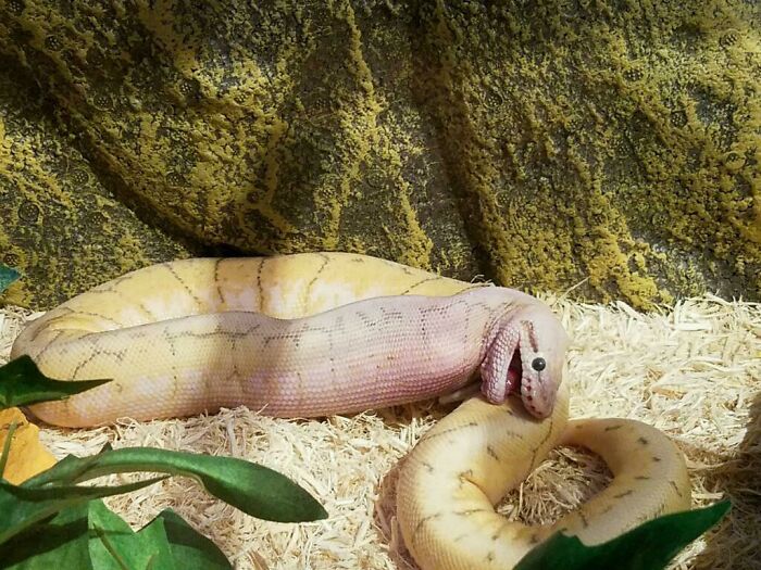 A hilariously unphotogenic snake with a distorted face in a terrarium surrounded by wood shavings and green leaves.