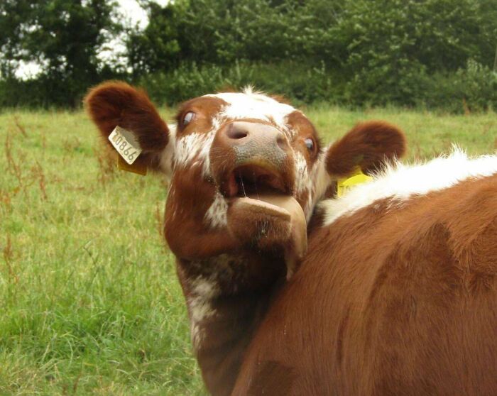 Unphotogenic brown and white cow making a funny face in a grassy field among green trees.