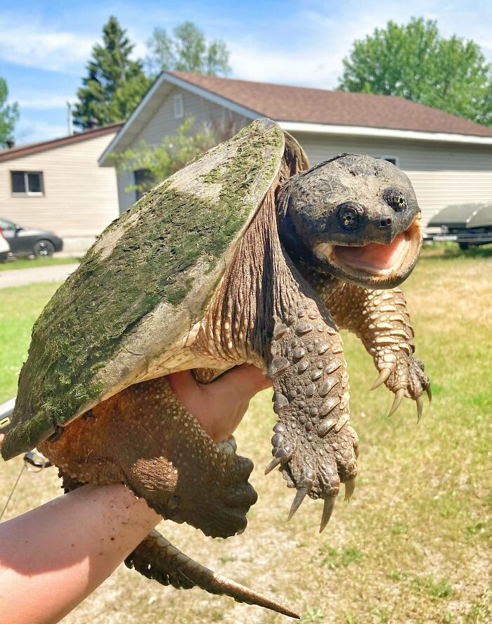A close-up of a hilariously unphotogenic snapping turtle being held outdoors with a funny facial expression.