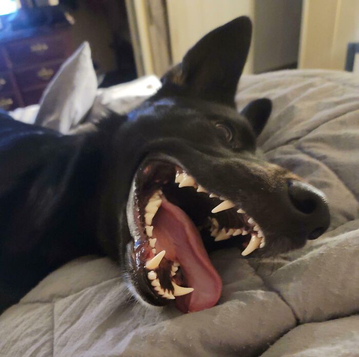 Black dog making a funny face with mouth wide open lying on a bed in unphotogenic animal pics style