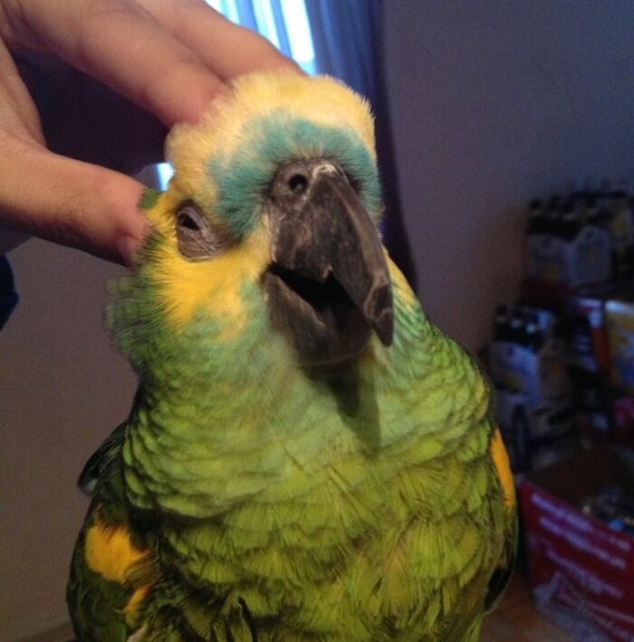 Unphotogenic parrot making a funny face while being petted, captured in a close-up indoor photo.