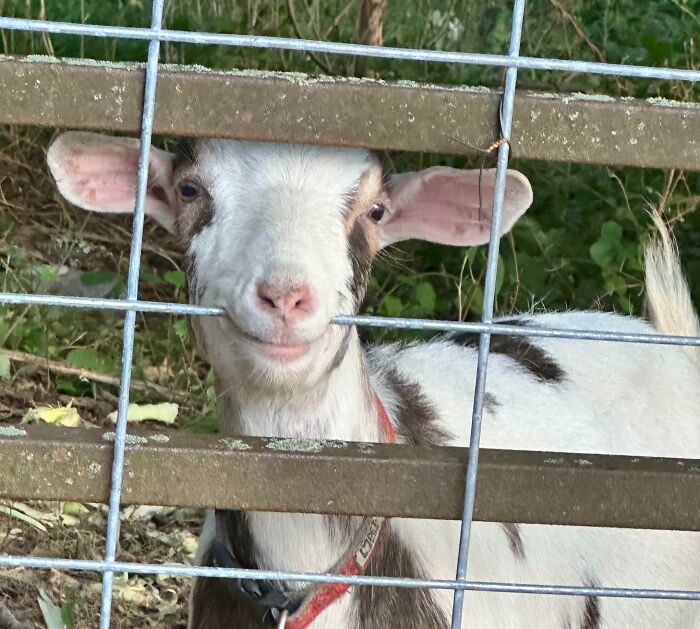 Unphotogenic goat making a funny face behind a metal fence in a natural outdoor setting.