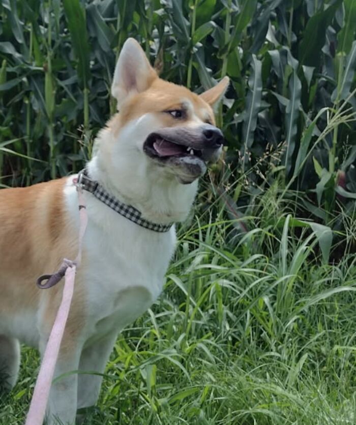 Unphotogenic dog making a funny face while standing in tall grass with corn plants in the background.