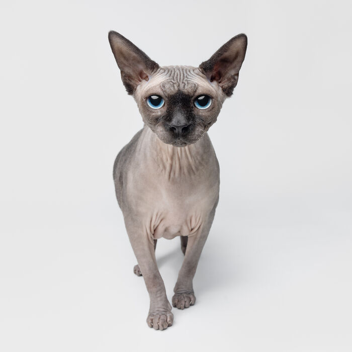 Sphynx cat with blue eyes posing for funny and sweet cat photos by Greg Murray, king of pet portraits.