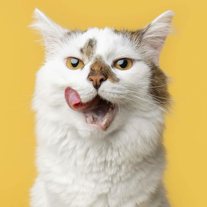 Close-up of a funny and sweet cat photo by Greg Murray, featuring a white cat licking its lips against a yellow background.