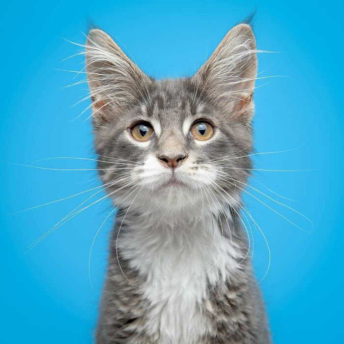 Gray and white cat portrait with bright eyes against a blue background, showcasing funny and sweet pet photography.