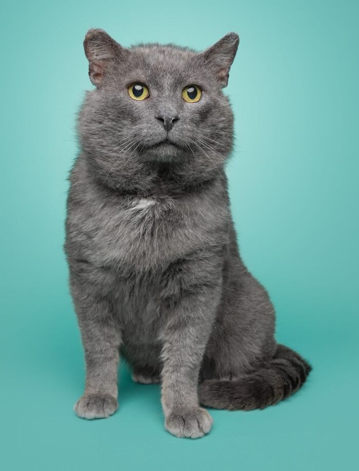 Gray cat with yellow eyes sitting against a teal background in a pet portrait by Greg Murray.