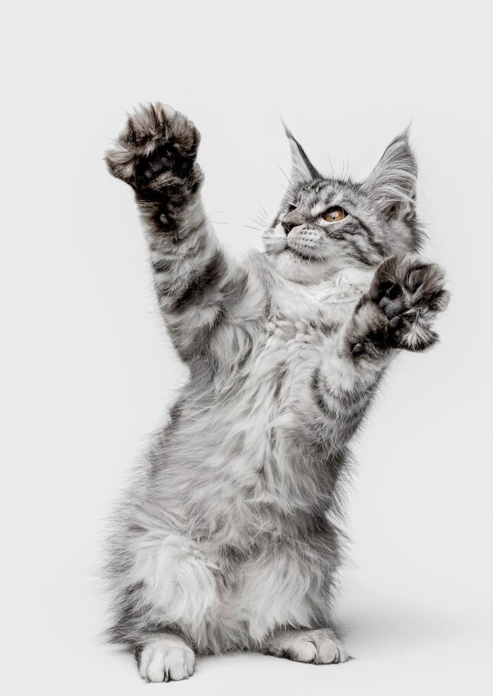 Playful fluffy cat with raised paws captured in a professional pet portrait by Greg Murray in high detail.
