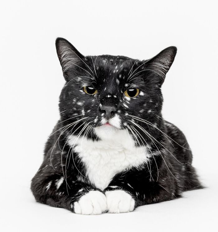 Black and white cat lying down with a calm expression in a pet portrait by Greg Murray.