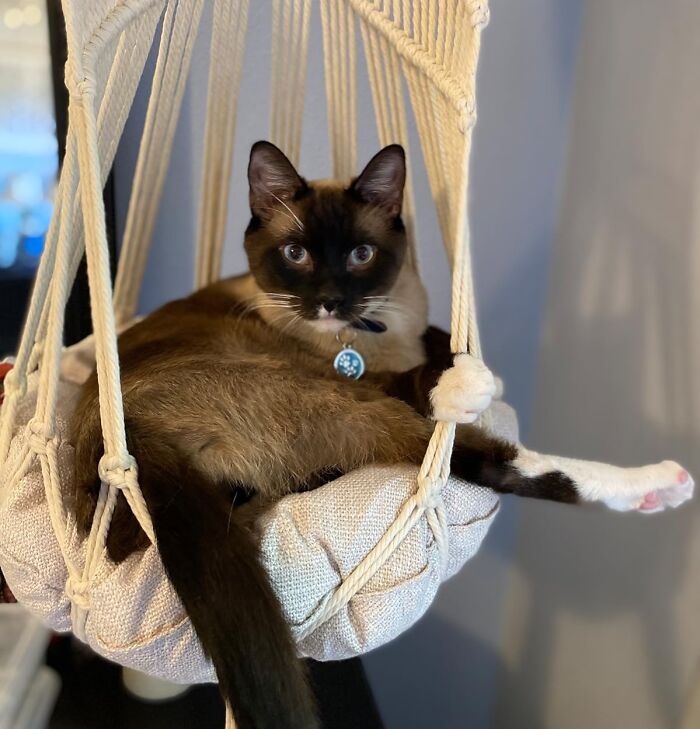 Siamese cat lounging in a hanging chair cushion, one paw gripping the rope, showcasing unexpected Amazon finds.
