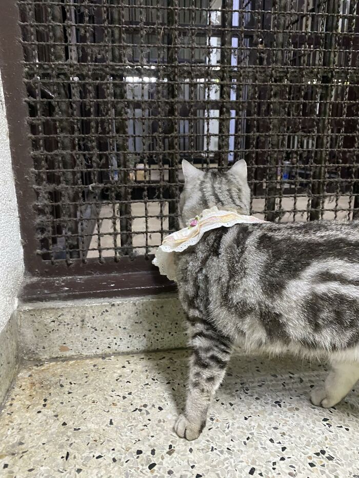 Gray striped cat wearing a cloth collar standing in front of a metal grid, relating to police arrest and mugshot viral story.