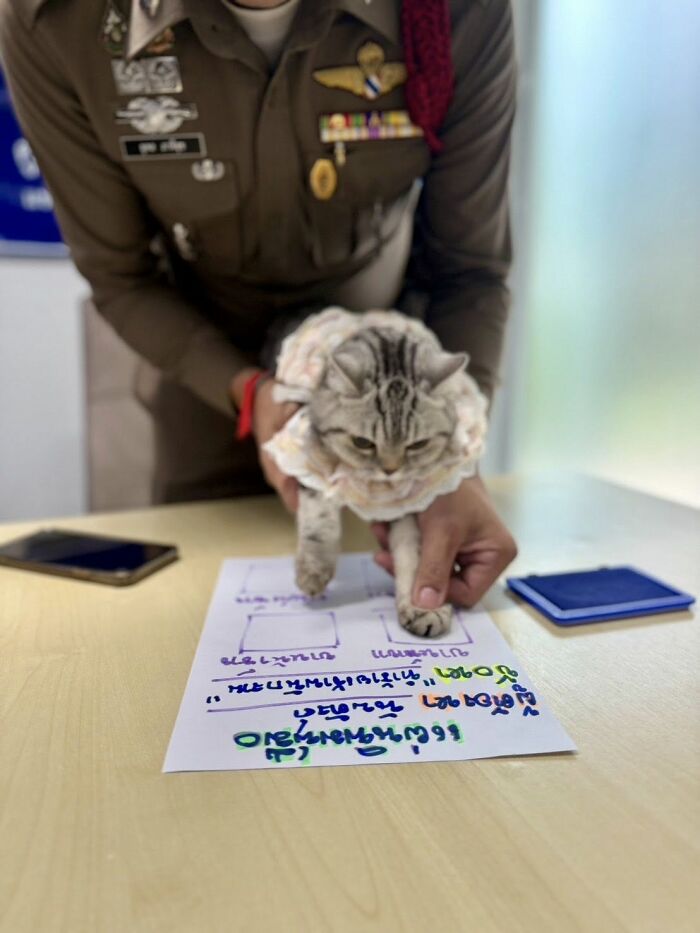 Police officer holding cat on table with mugshot paper as cat&rsquo;s arrest photo goes viral online.