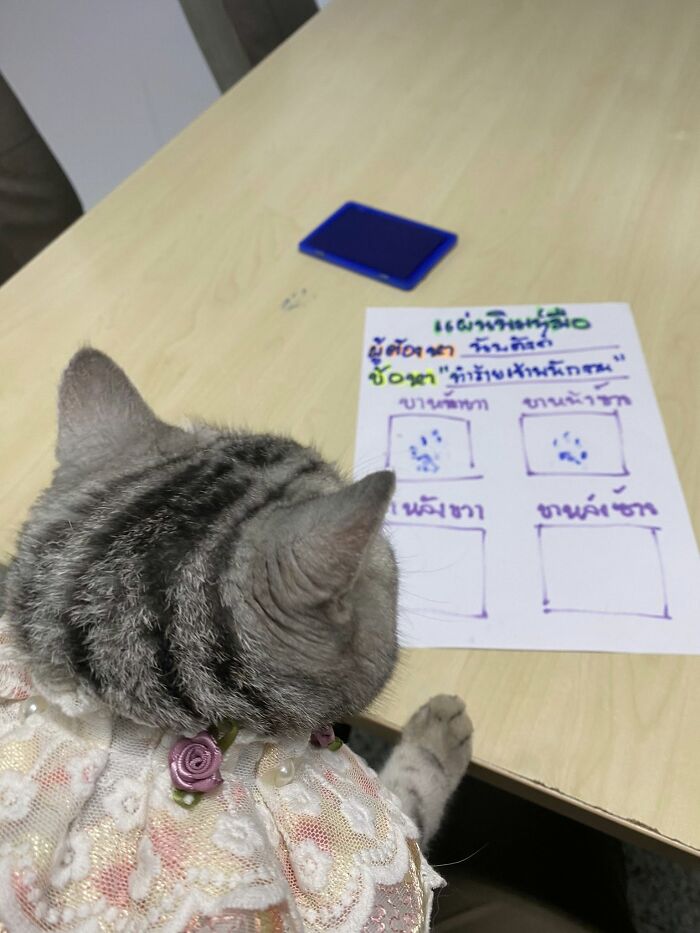 Cat wearing a dress sits at a table with a paper mugshot, relating to police arrest after attacking officers.