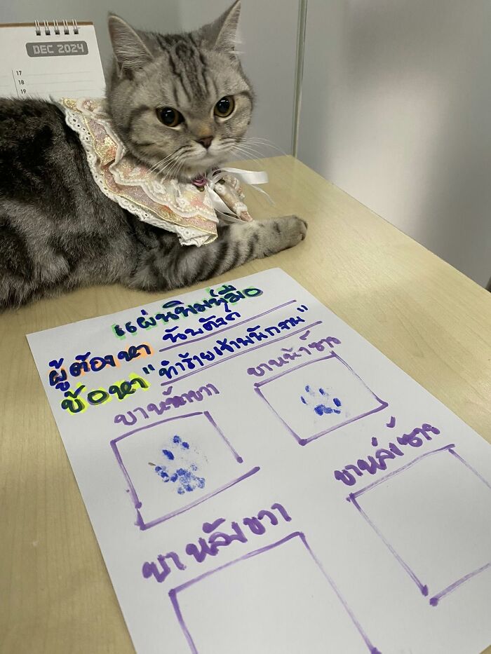 Gray tabby cat lying on a table next to a mock police mugshot with paw prints after attacking officers viral mugshot