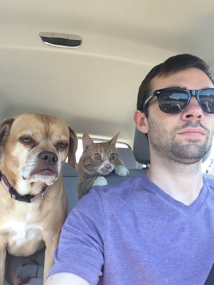 Man wearing sunglasses with a dog and a cat in a car, a funny vacation pic capturing a comedic moment on the road.
