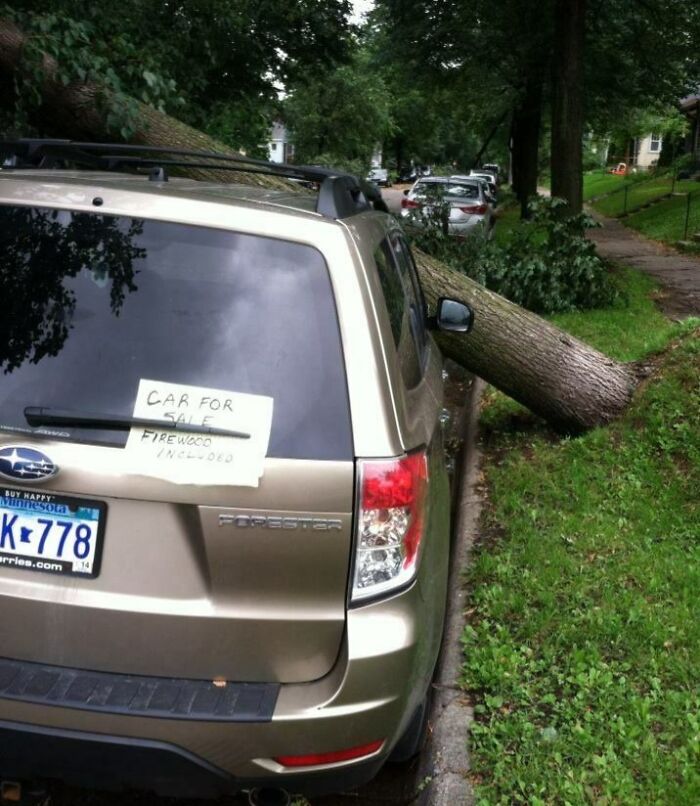 Car with fallen tree on it parked on street, showcasing wild nature force doing things on its own terms.