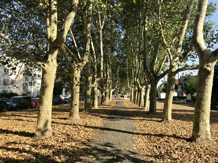 Camino bordeado de árboles con hojas secas caídas, mostrando efectos del calor intenso en verano.