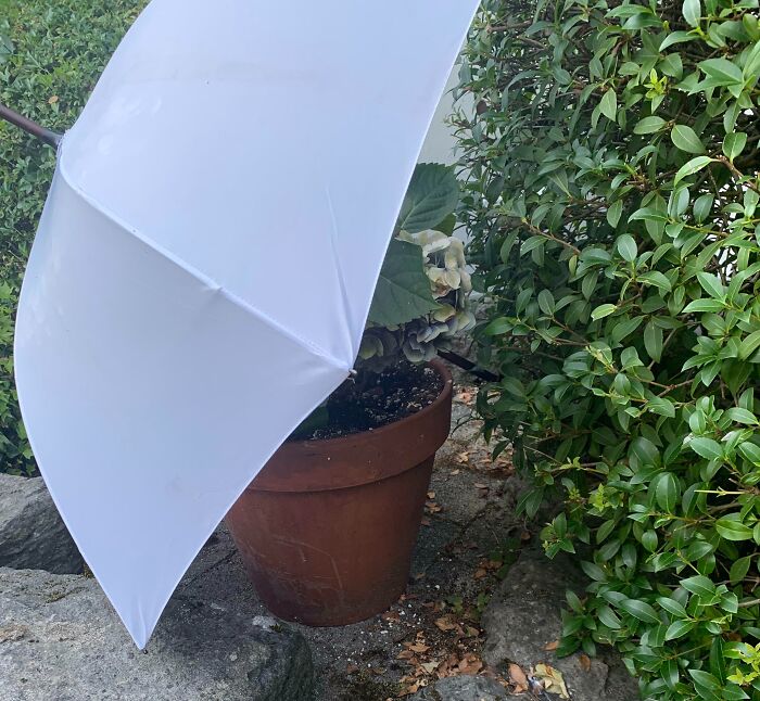 Sombra con paraguas blanco protegiendo planta en maceta afectada por olas de calor veraniegas en jardín.