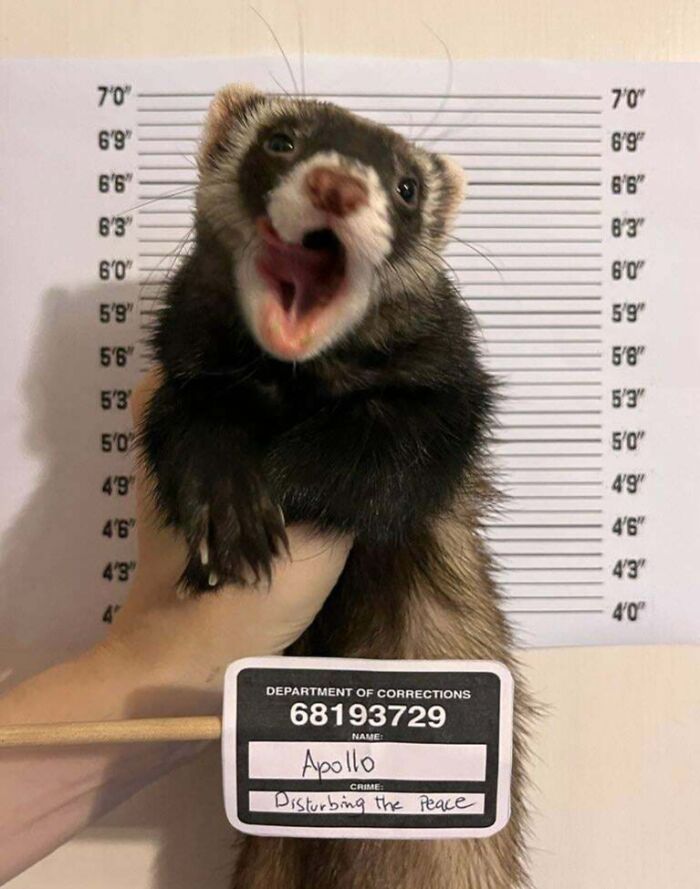 Hilariously unphotogenic ferret making a funny face in a mock mugshot with height chart in the background.