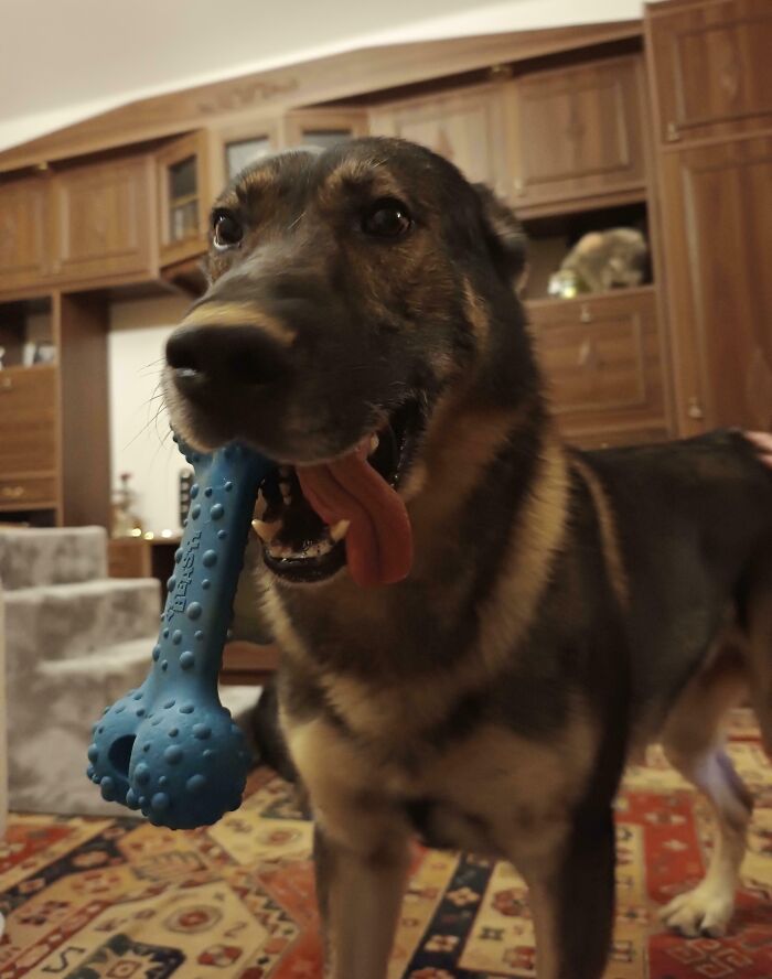 Unphotogenic dog with tongue out holding a blue textured chew toy indoors, a fun unphotogenic animal moment.