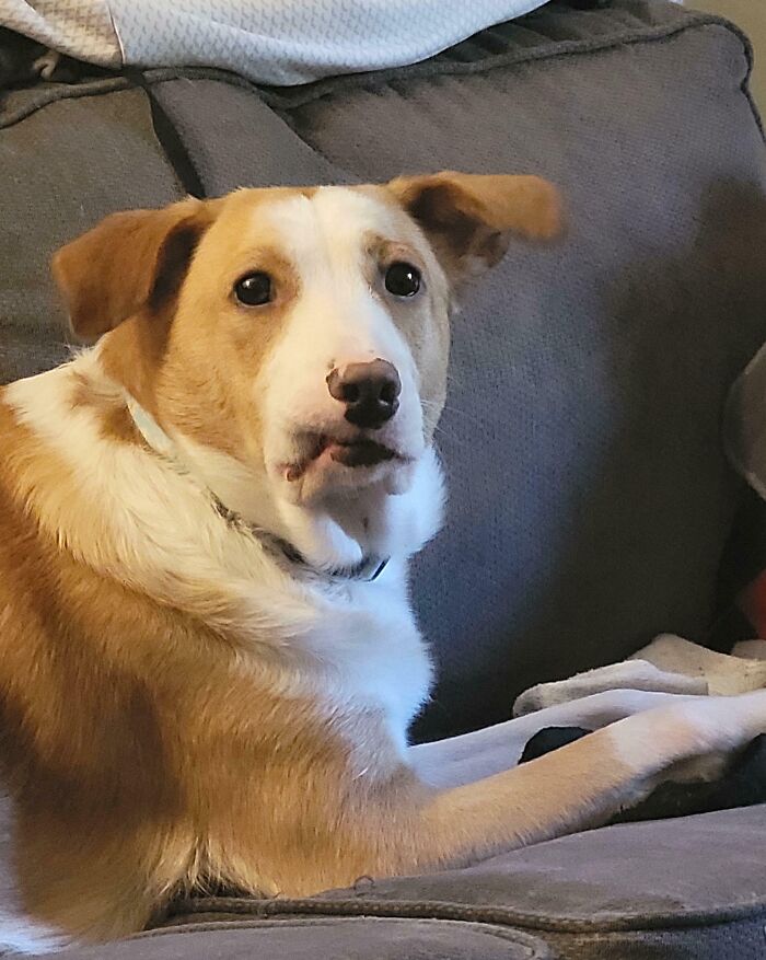 Unphotogenic dog with a comical expression resting on a gray couch in a cozy indoor setting.