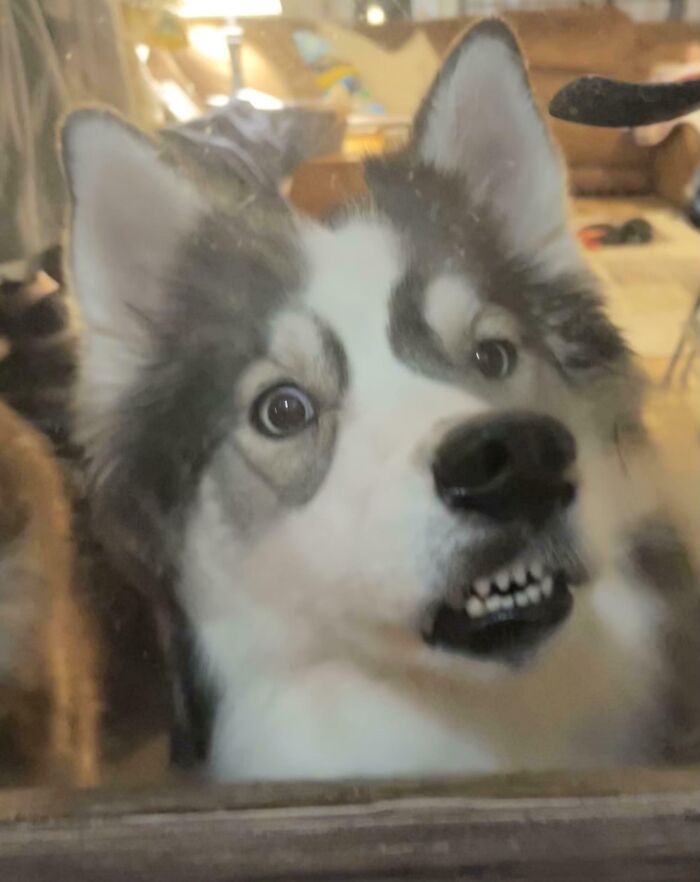 Unphotogenic dog making a funny face behind glass, capturing a hilariously awkward animal moment indoors.