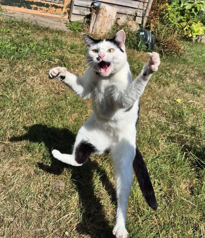 Playful black and white cat making a funny face and pose outdoors, capturing unphotogenic animal moments in sunlight.