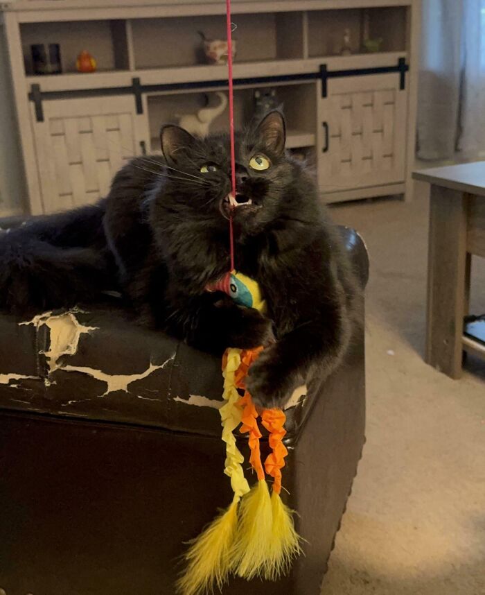 Black cat with a funny unphotogenic expression playing with a colorful feather toy on a worn leather chair.